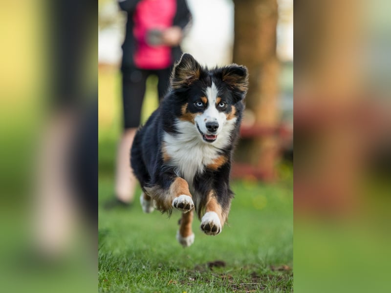 Mini/Miniature Australian Shepherd Welpen mit Papiere