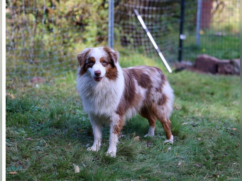 Mini/Miniature Australian Shepherd Welpen mit Papiere