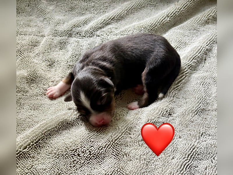Mini/Miniature Australian Shepherd Welpen mit Papiere