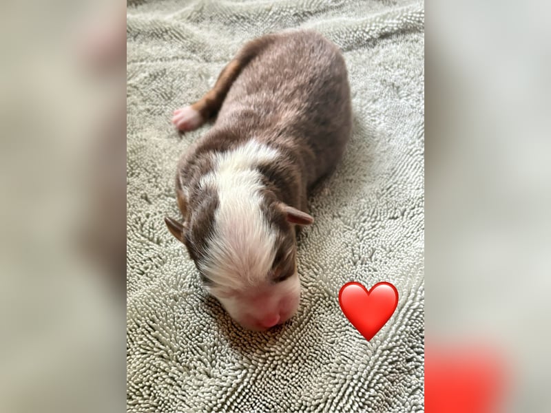 Mini/Miniature Australian Shepherd Welpen mit Papiere