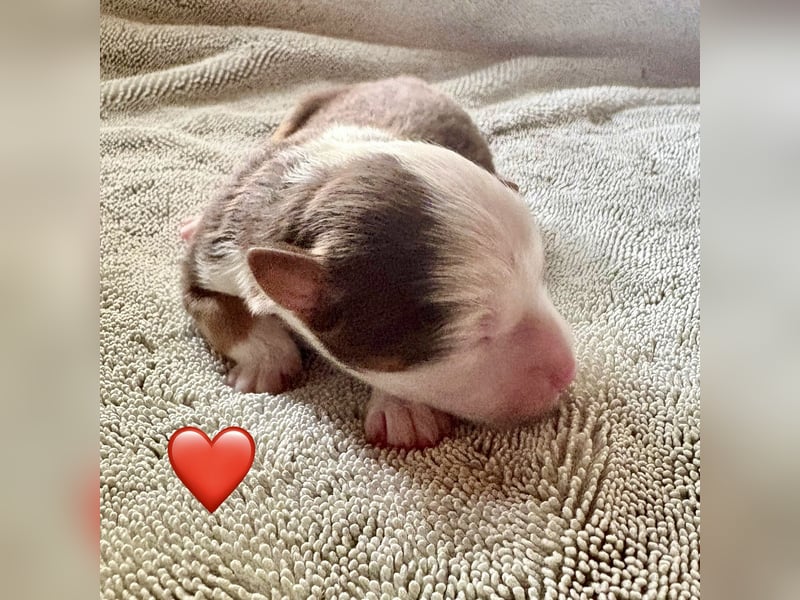 Mini/Miniature Australian Shepherd Welpen mit Papiere