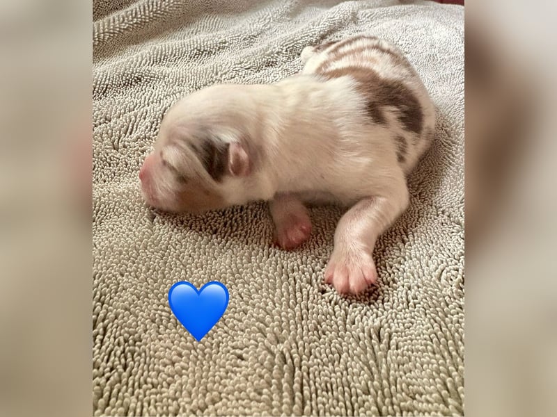 Mini/Miniature Australian Shepherd Welpen mit Papiere