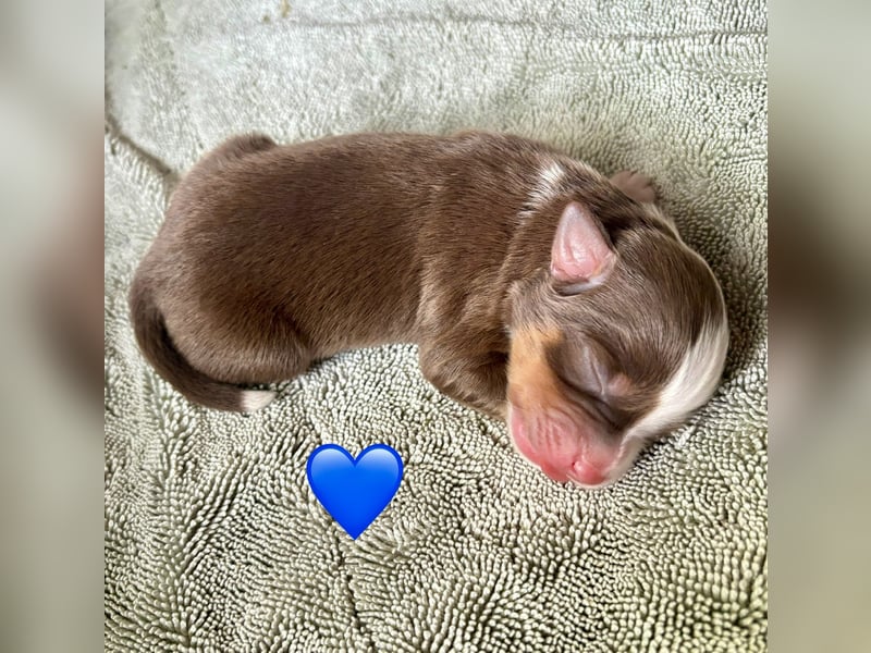 Mini/Miniature Australian Shepherd Welpen mit Papiere