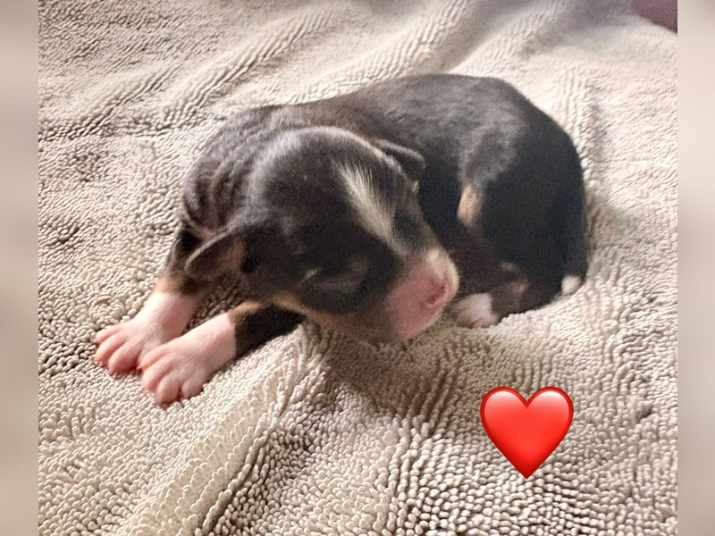 Mini/Miniature Australian Shepherd Welpen mit Papiere