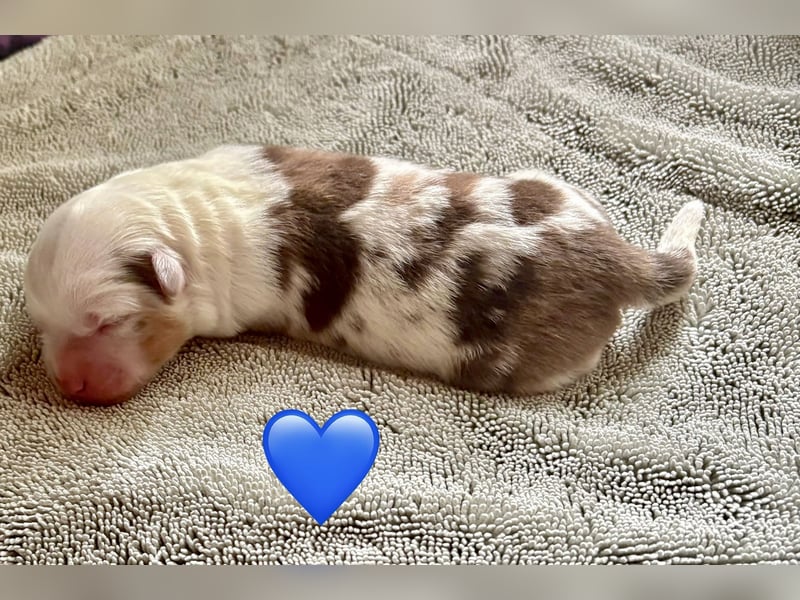 Mini/Miniature Australian Shepherd Welpen mit Papiere