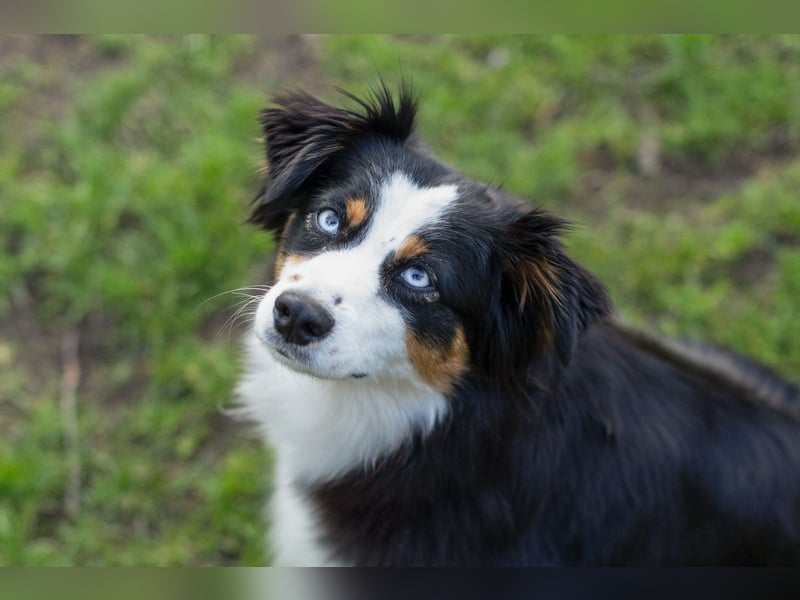 Mini/Miniature Australian Shepherd Welpen mit Papiere