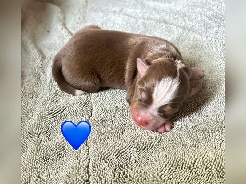 Mini/Miniature Australian Shepherd Welpen mit Papiere