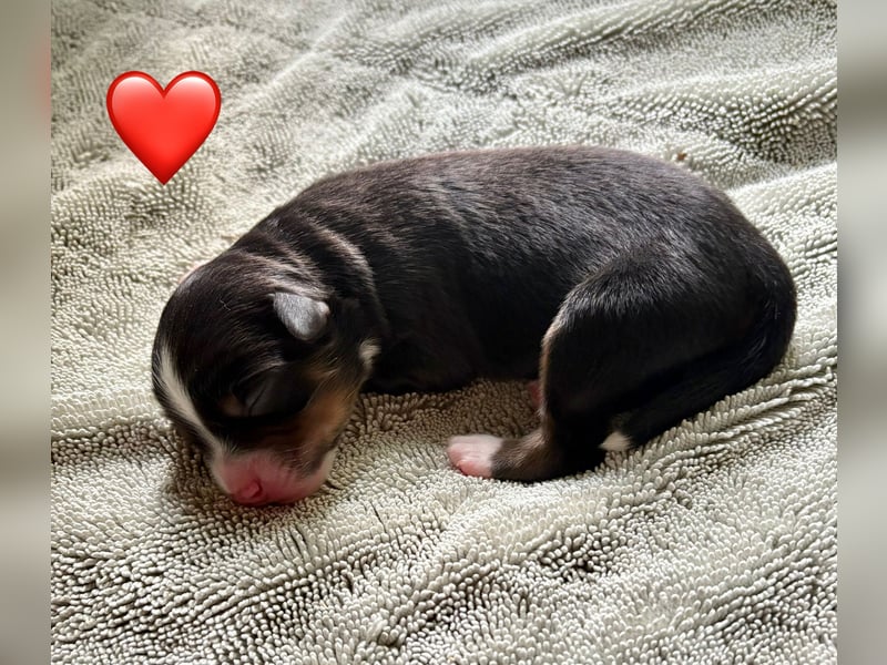 Mini/Miniature Australian Shepherd Welpen mit Papiere
