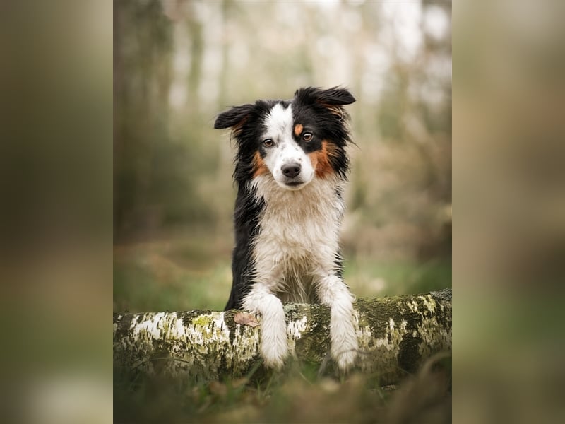 Wurfankündigung Mini Aussies