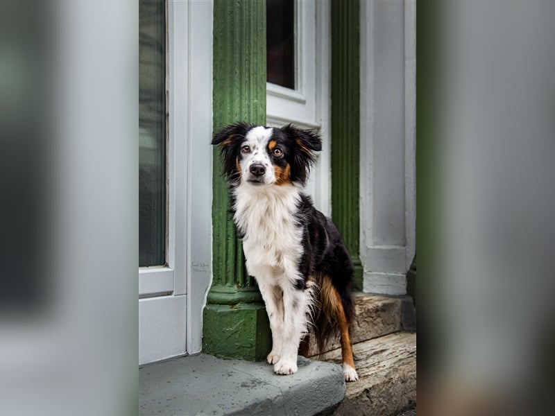 Wurfankündigung Mini Aussies