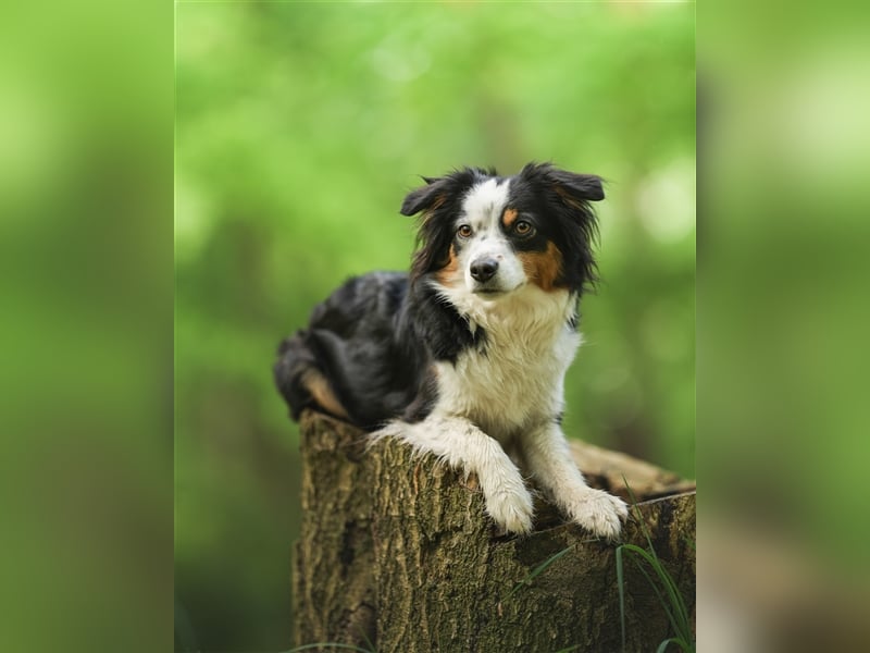 Wurfankündigung Mini Aussies