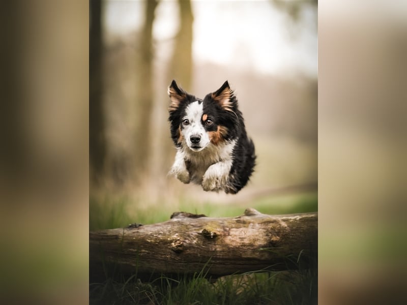 Wurfankündigung Mini Aussies