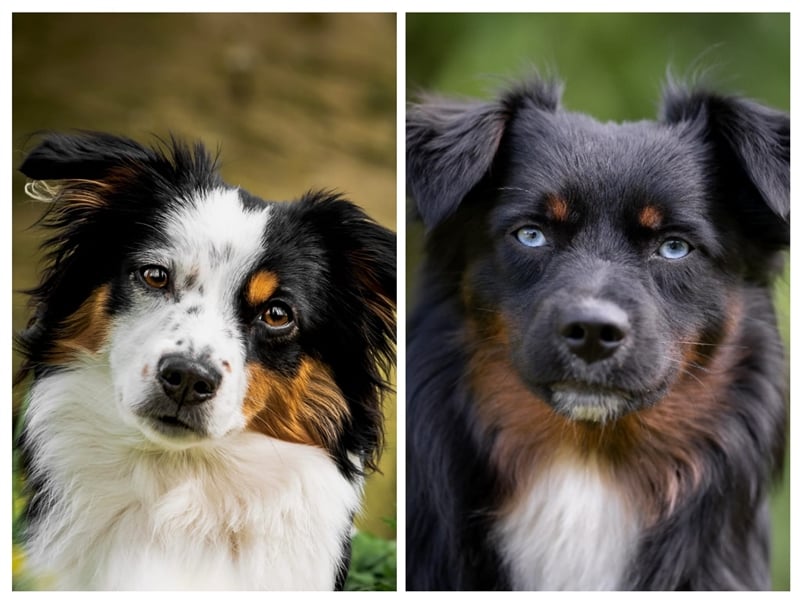 Wurfankündigung Mini Aussies