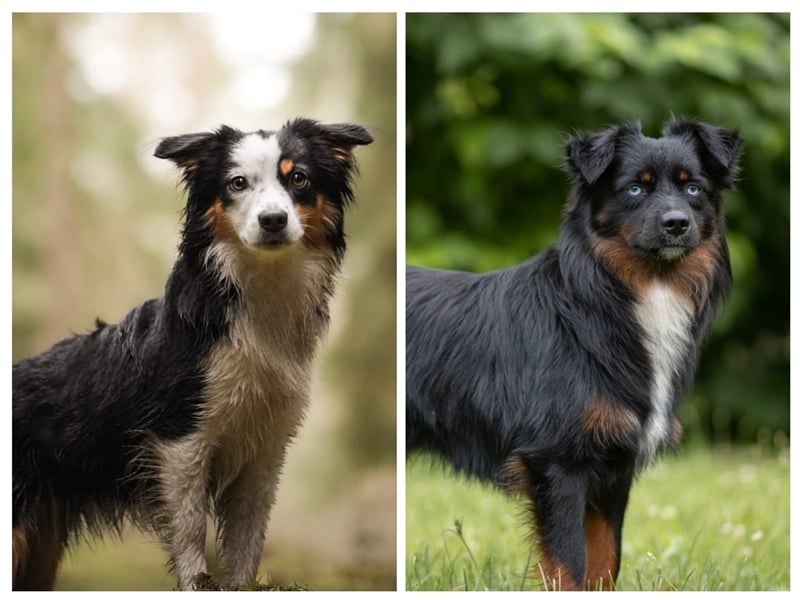 Wurfankündigung Mini Aussies