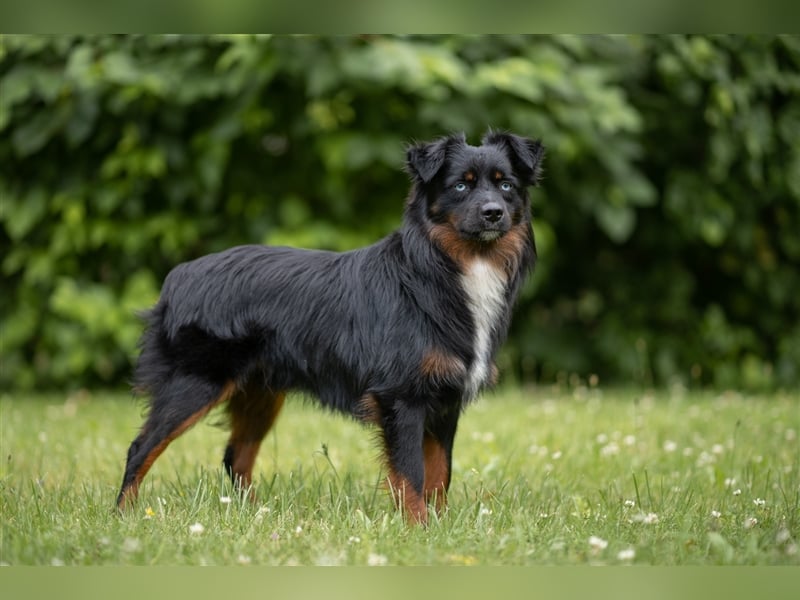 Wurfankündigung Mini Aussies