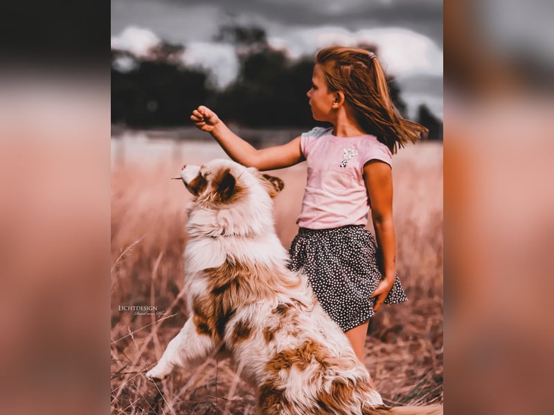 Mini Australian Shepherd Welpen