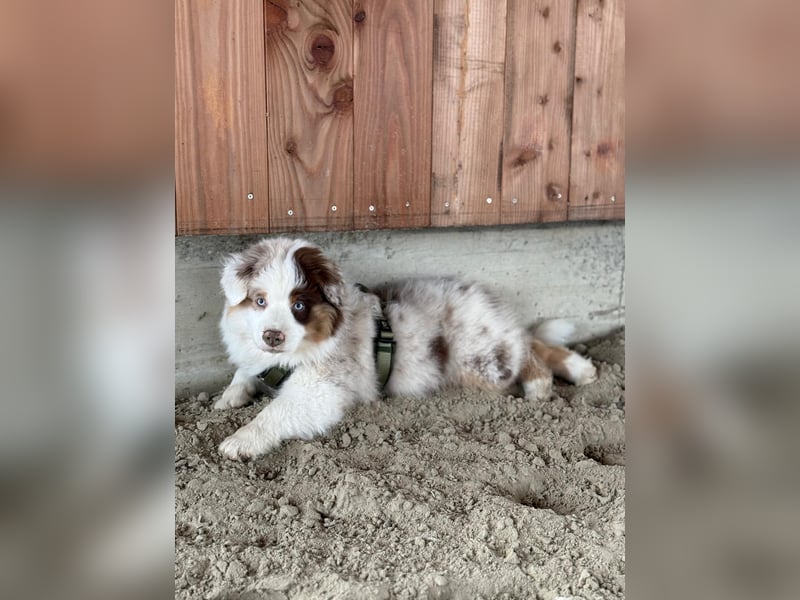 Mini Australian Shepherd Welpen