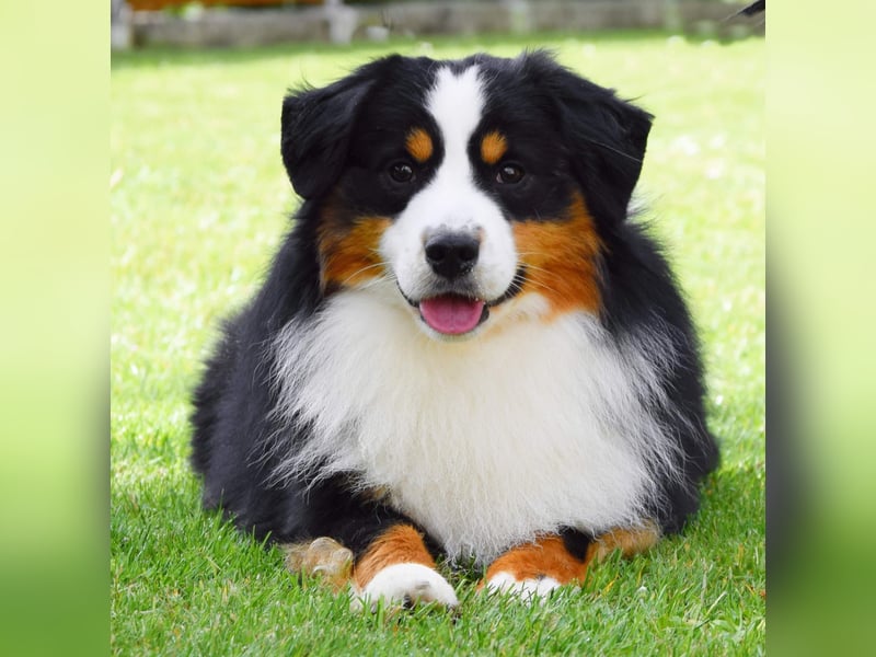 Mini Australian Shepherd Welpen
