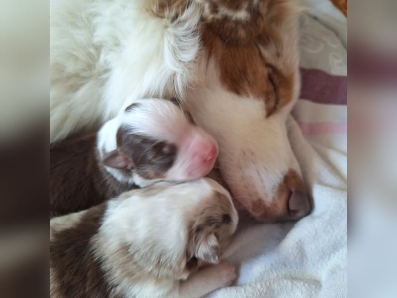 Mini Australian Shepherd Welpen
