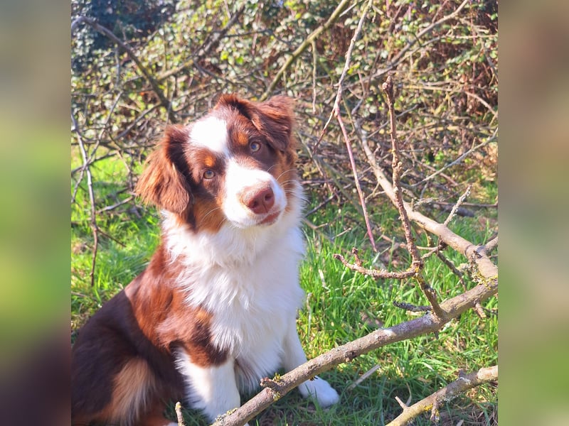Mini Australian Shepherd Welpen