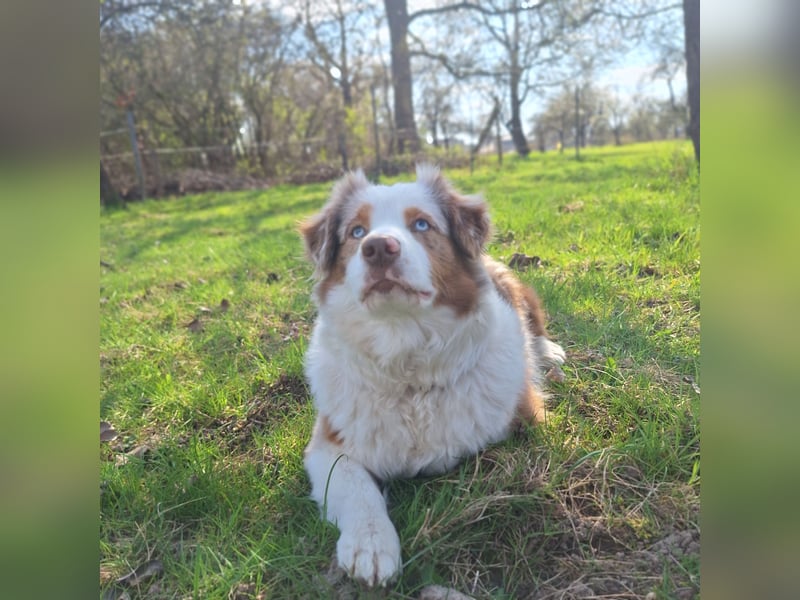 Mini Australian Shepherd Welpen