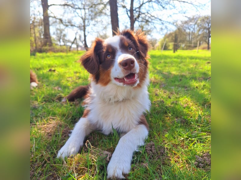 Mini Australian Shepherd Welpen