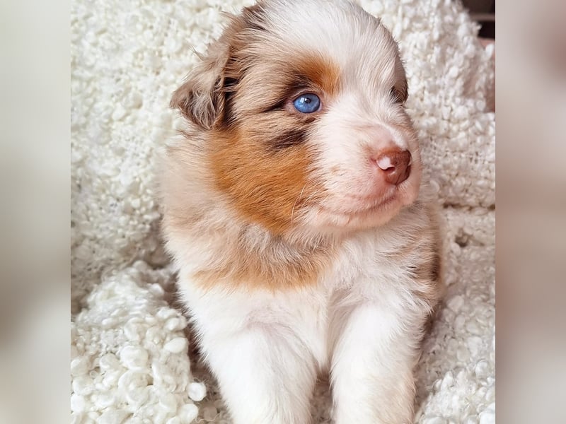 Mini Australian Shepherd Welpen