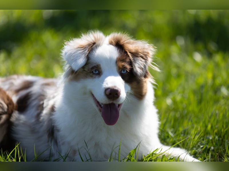 Mini Australian Shepherd Welpen