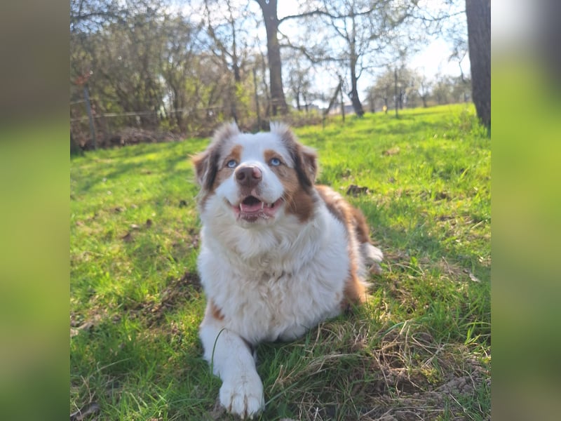 Mini Australian Shepherd Welpen