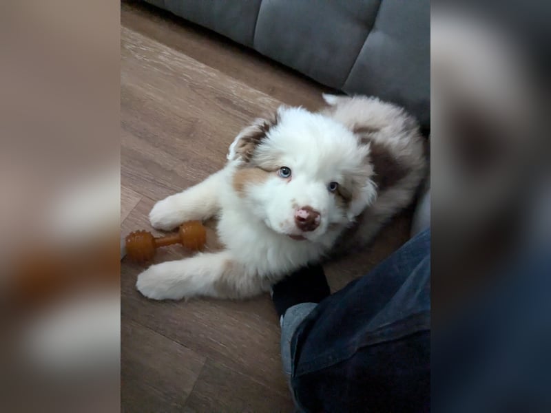Mini Australian Shepherd Welpen