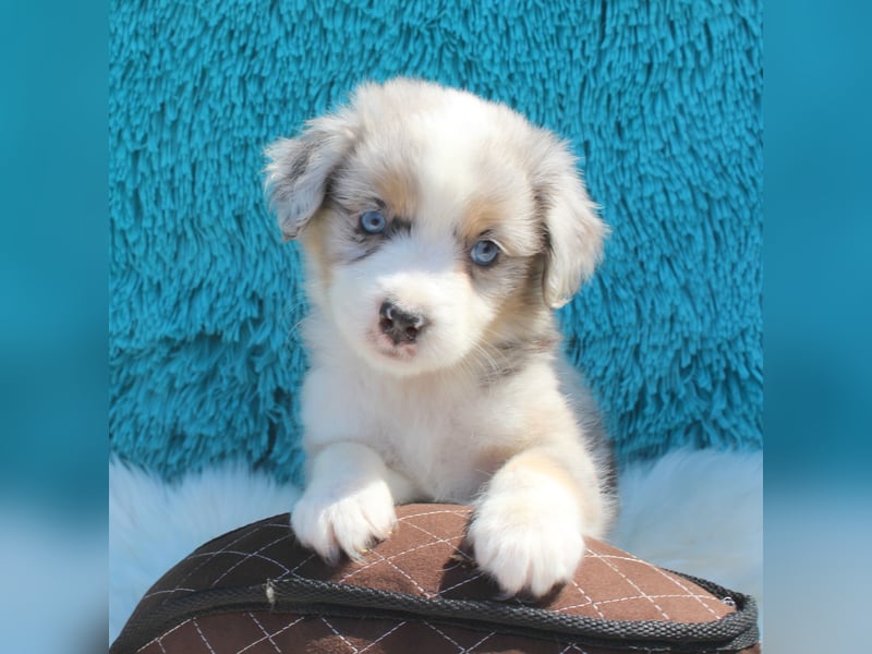 Super schöne Miniature Australian Shepherd Schmusebärchen aus liebevoller Hausaufzucht .