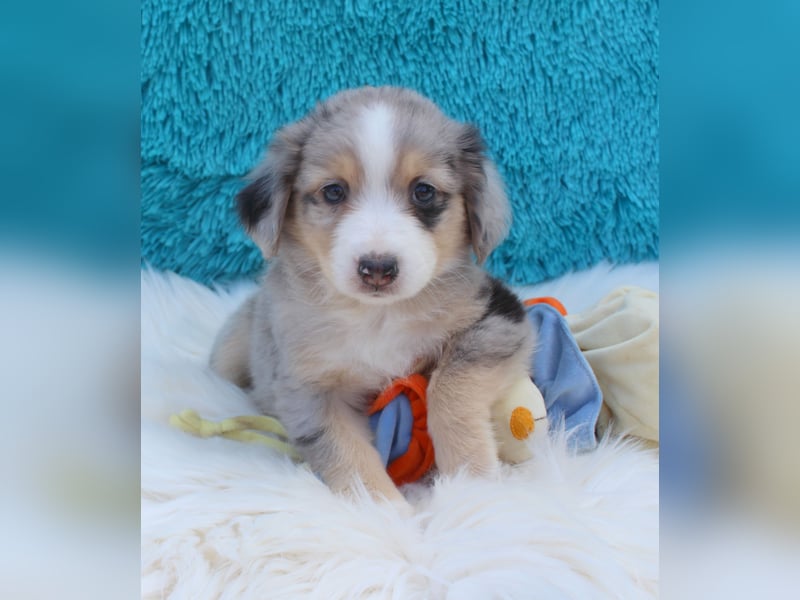 Super schöne Miniature Australian Shepherd Schmusebärchen aus liebevoller Hausaufzucht .