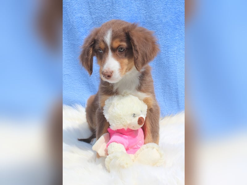 Super schöne Miniature Australian Shepherd Schmusebärchen aus liebevoller Hausaufzucht .