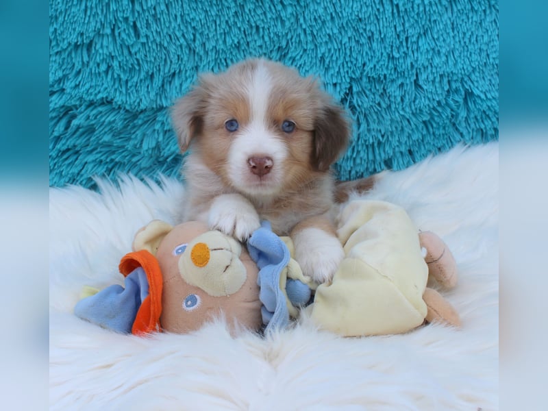 Super schöne Miniature Australian Shepherd Schmusebärchen aus liebevoller Hausaufzucht .