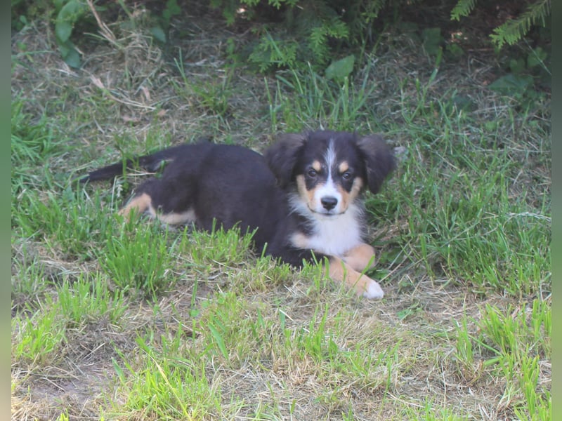 Super schöne Miniature Australian Shepherd Schmusebärchen aus liebevoller Hausaufzucht .