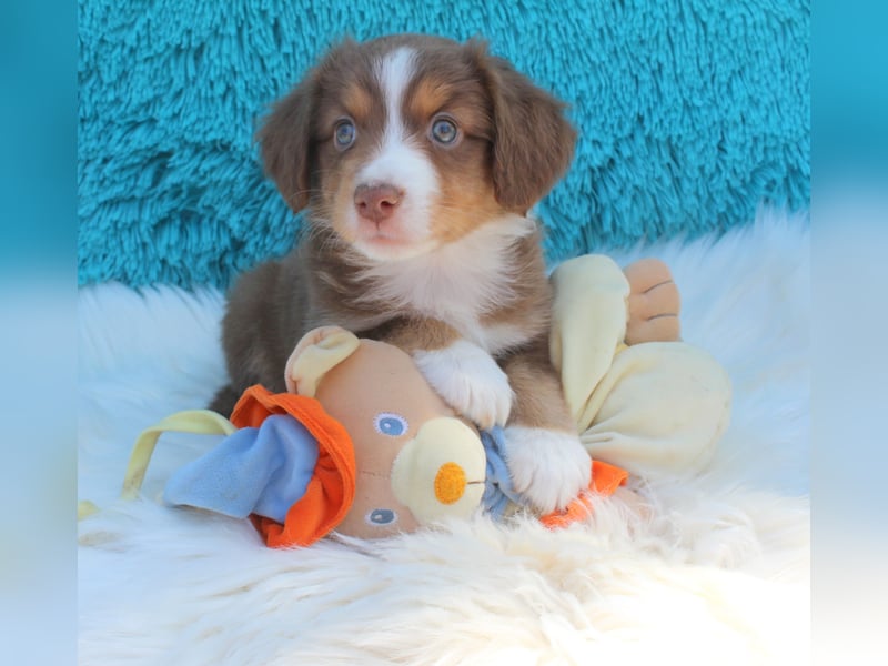 Super schöne Miniature Australian Shepherd Schmusebärchen aus liebevoller Hausaufzucht .