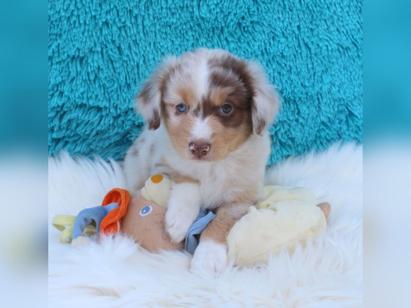 Super schöne Miniature Australian Shepherd Schmusebärchen aus liebevoller Hausaufzucht .