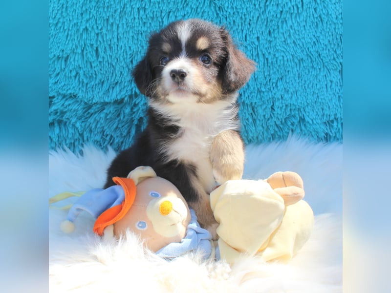 Super schöne Miniature Australian Shepherd Schmusebärchen aus liebevoller Hausaufzucht .