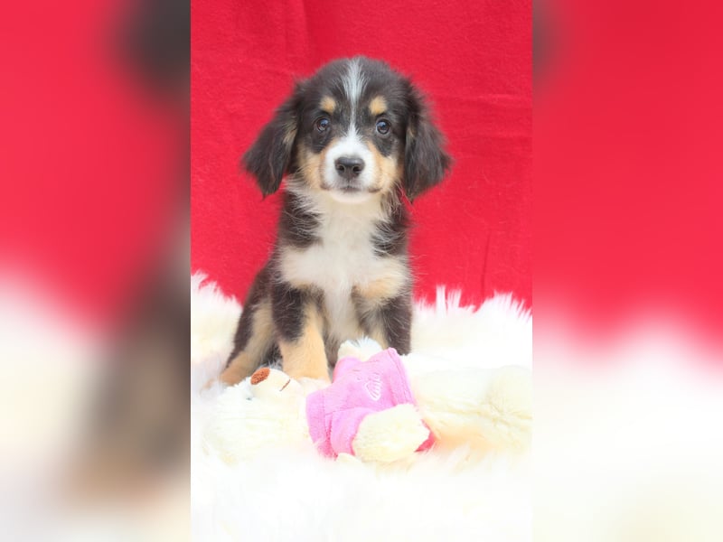 Super schöne Miniature Australian Shepherd Schmusebärchen aus liebevoller Hausaufzucht .