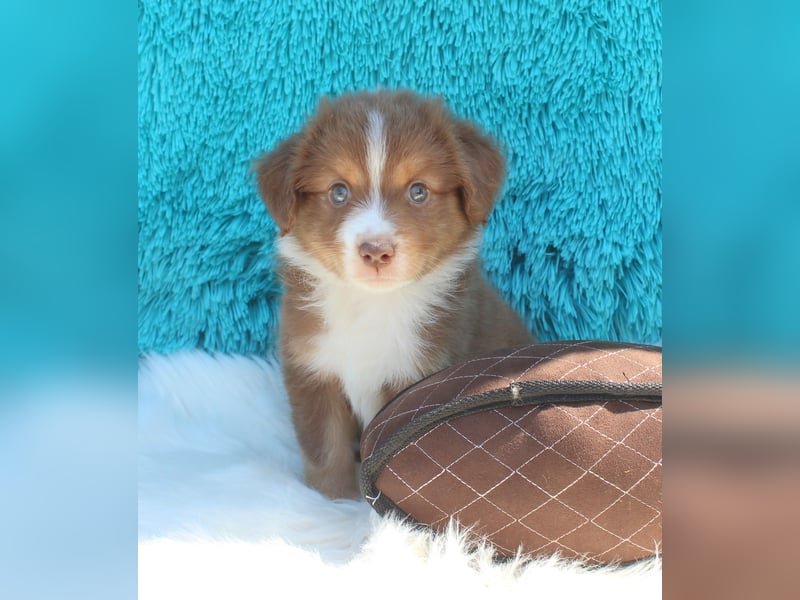 Super schöne Miniature Australian Shepherd Schmusebärchen aus liebevoller Hausaufzucht .