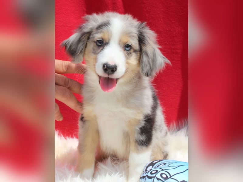 Super schöne Miniature Australian Shepherd Schmusebärchen aus liebevoller Hausaufzucht .