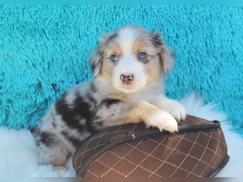 Super schöne Miniature Australian Shepherd Schmusebärchen aus liebevoller Hausaufzucht .