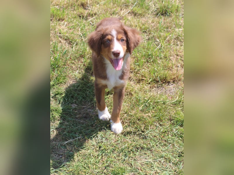 Super schöne Miniature Australian Shepherd Schmusebärchen aus liebevoller Hausaufzucht .