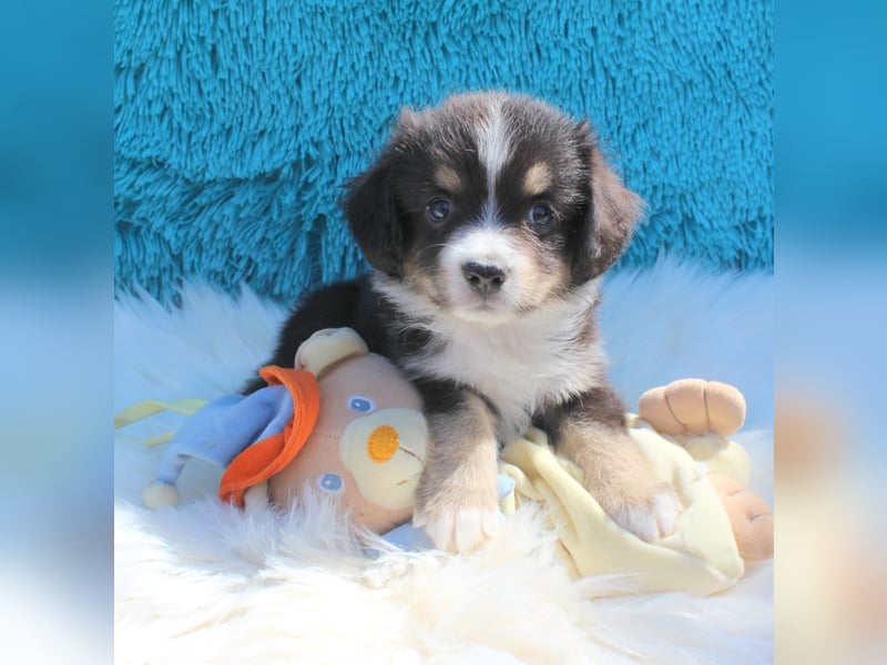 Super schöne Miniature Australian Shepherd Schmusebärchen aus liebevoller Hausaufzucht .