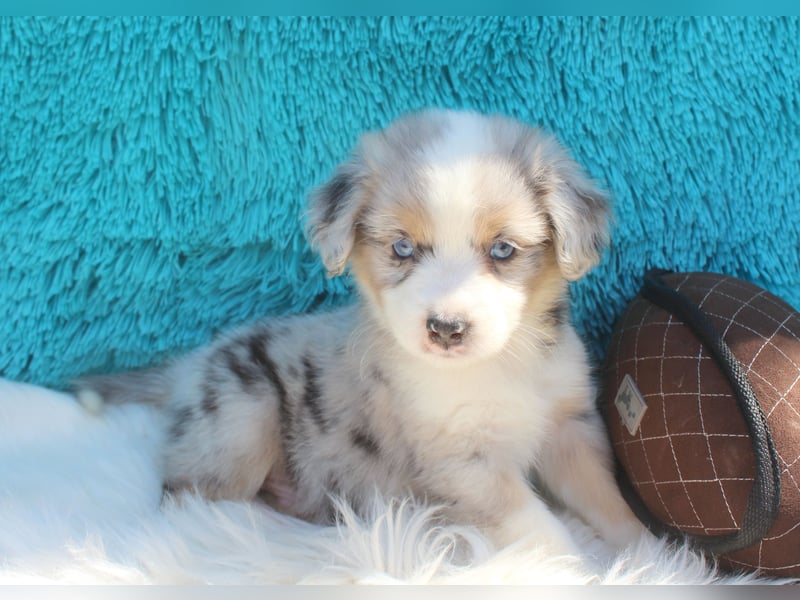 Super schöne Miniature Australian Shepherd Schmusebärchen aus liebevoller Hausaufzucht .