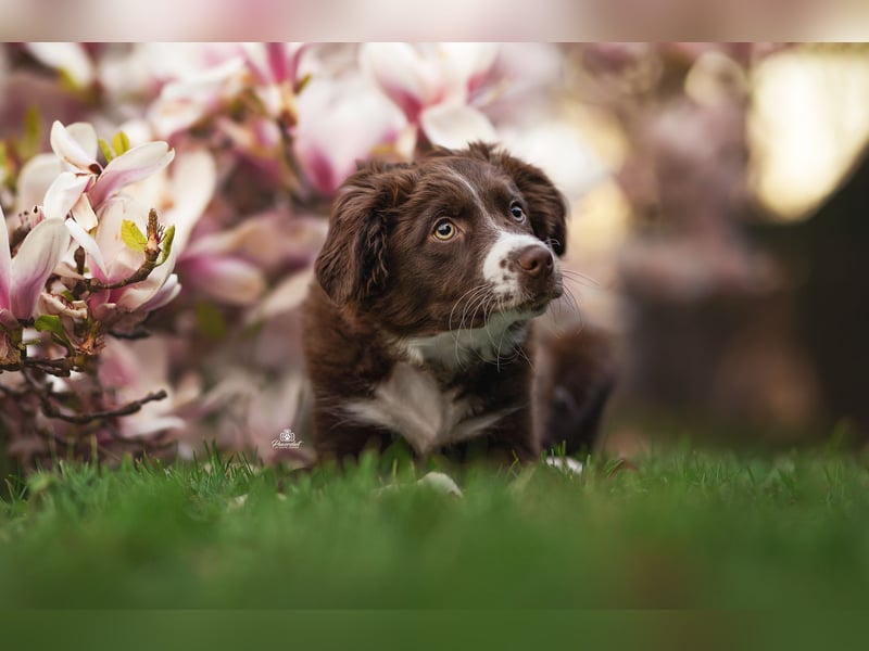 Mini Aussie Wurfankündigung Welpen mit Papieren
