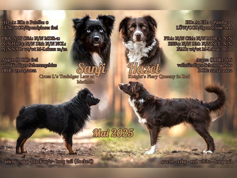 Mini Aussie Wurfankündigung Welpen mit Papieren