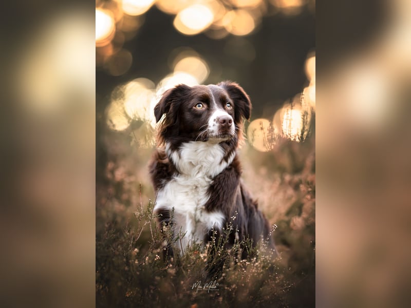 Mini Aussie Wurfankündigung Welpen mit Papieren