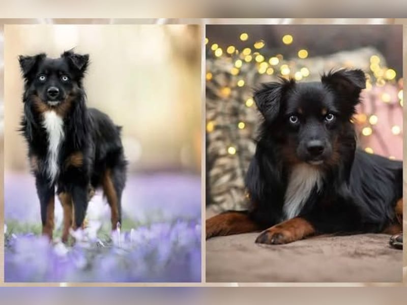 Mini Aussie Wurfankündigung Welpen mit Papieren