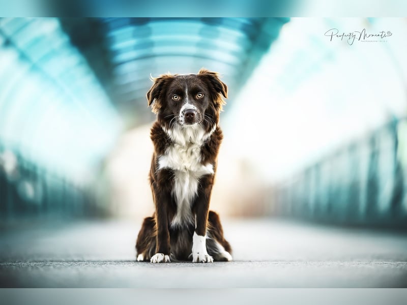 Mini Aussie Wurfankündigung Welpen mit Papieren